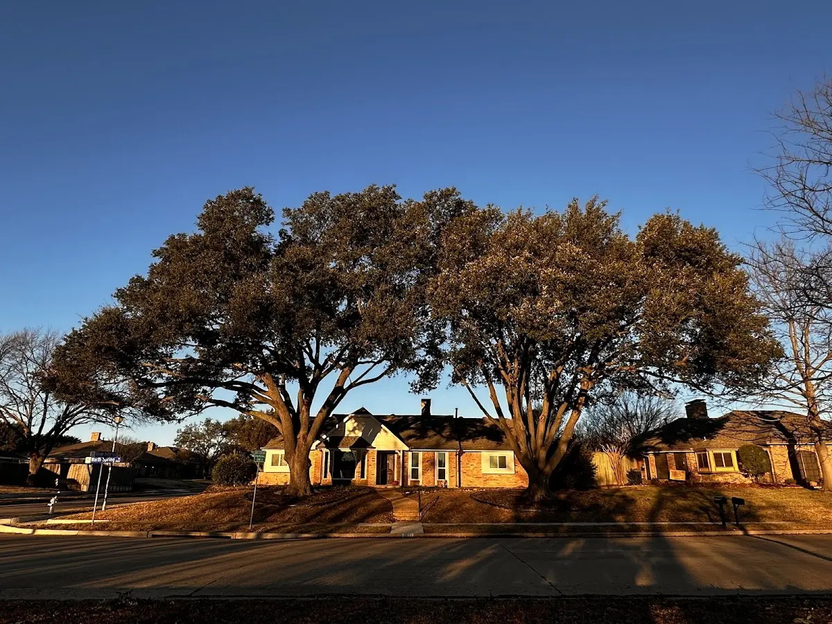 Established residential canopy tree shading a home in Townville